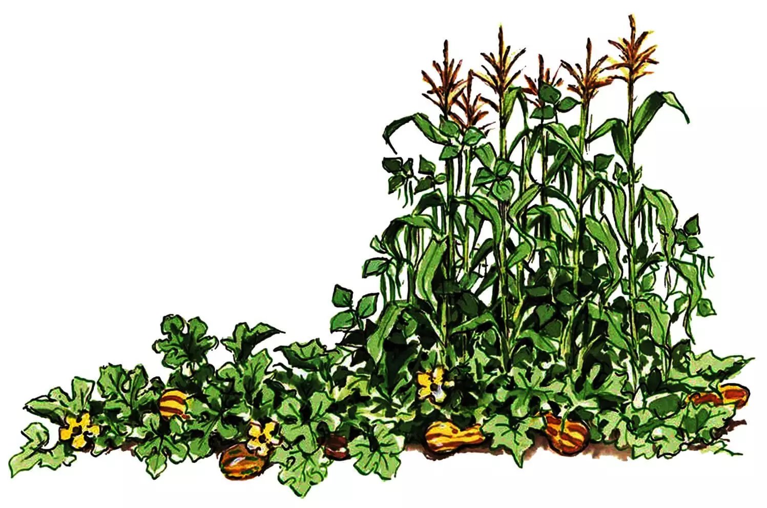 Color illustration of corns, beans, and squash plants growing together.