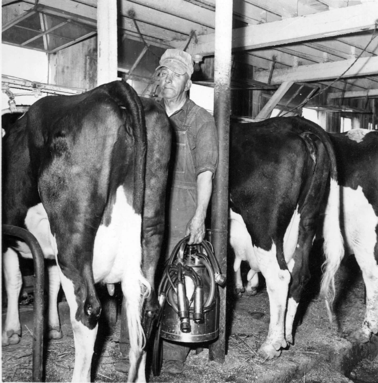 Middle aged man in hat and denim overalls holds a milking device while standing between three cows.