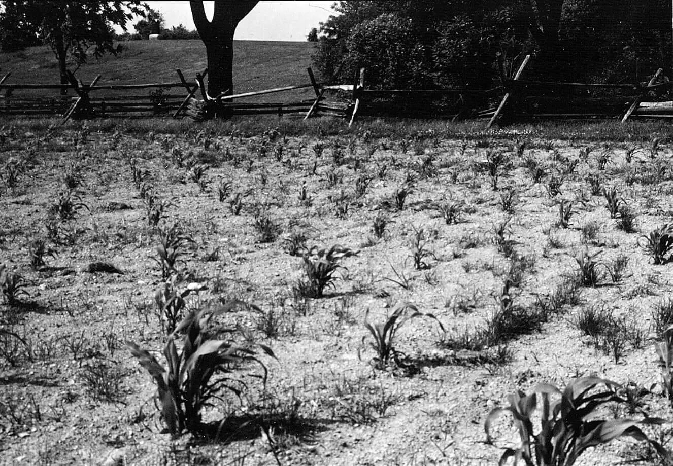 Black and white photograph of farmland with corn planted evenly in columns and rows in the foreground. Some weeds are growing between the stalks. A wooden fence is visible in the background.