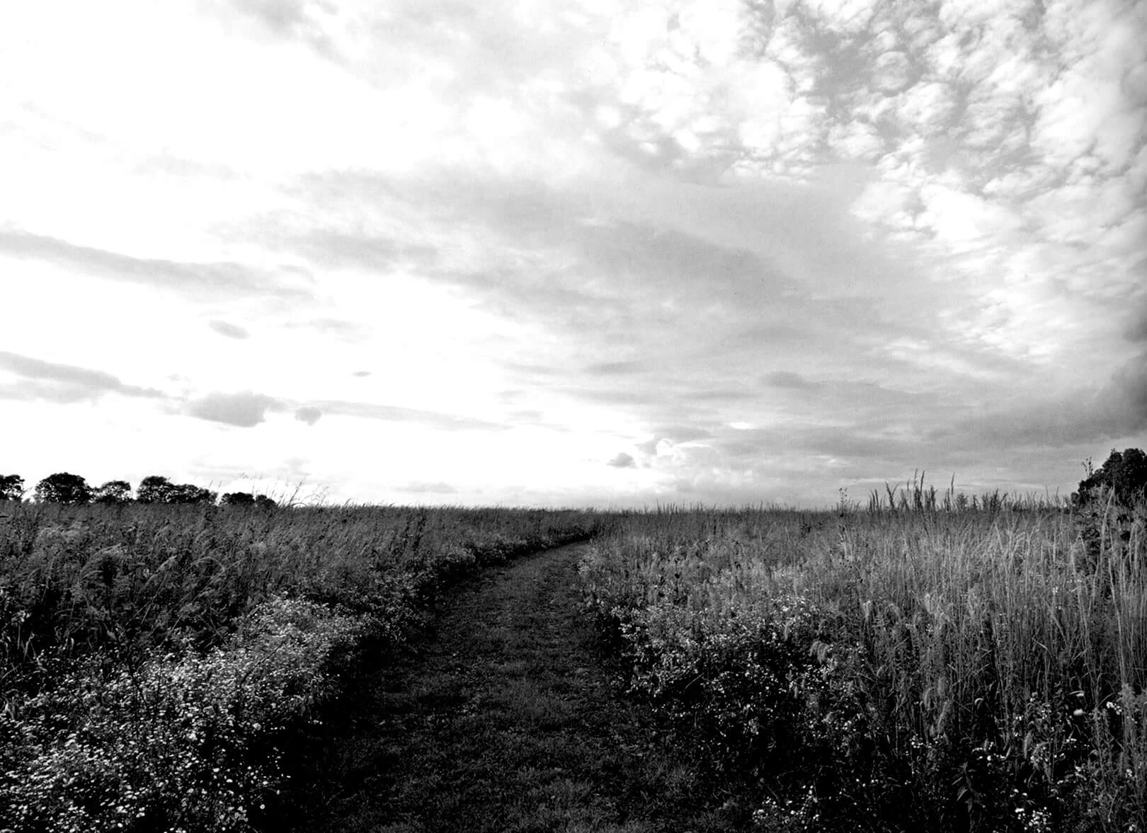 A grayscale photograph of a prairie, with a pathway in the middle.